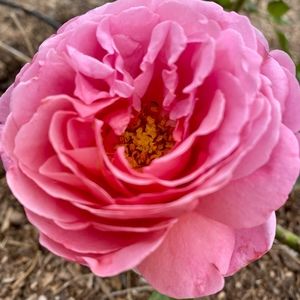 Meet your Posher, Rose